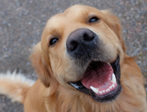 Our Smile Makeover Donation to Leader Dogs for the Blind